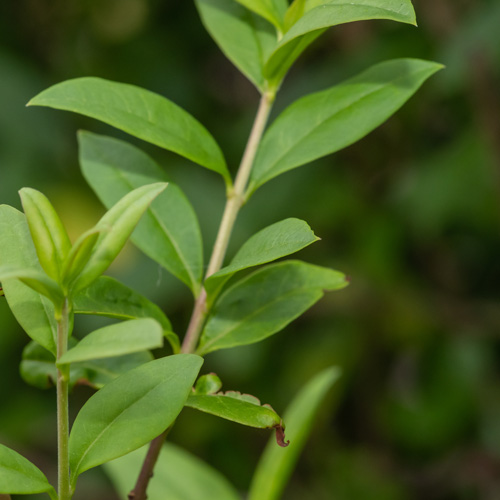 Liguster hekk for fleksibel og lettstelt hageavgrensning