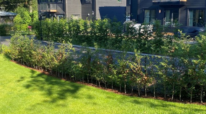 Barrotede bøkplanter plantet i Oslo, tett og grønn hekk