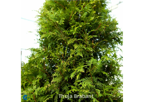 Thuja hekkplante, grønn og frisk