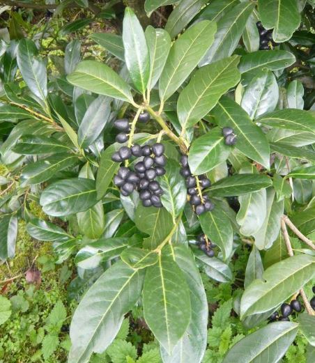 Laurbær ferdighekk ferdig hekkplante